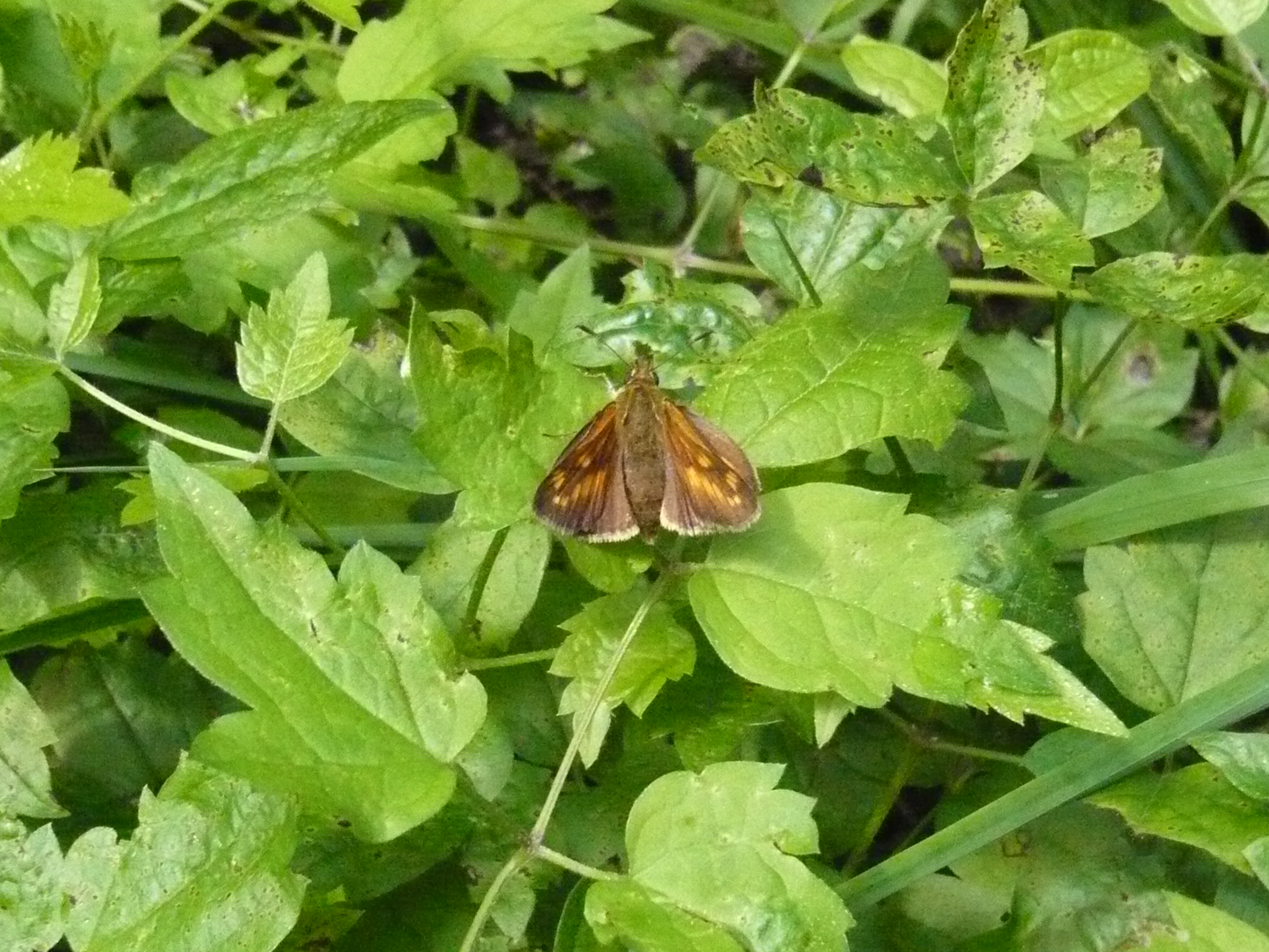 a brown erfly sitting on top of green leaves