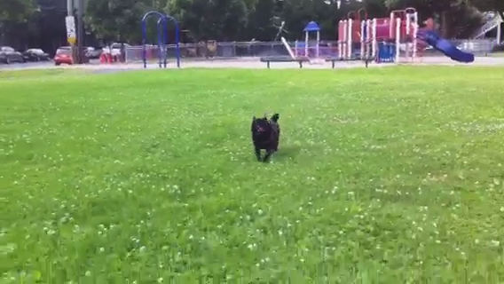 a small black dog running on the grass at the park