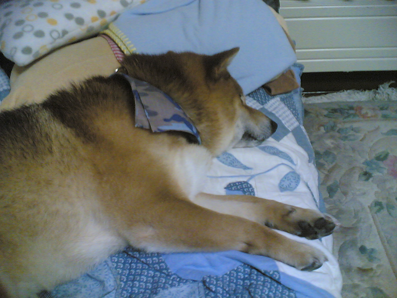 a dog sleeps on a bed with blue sheets