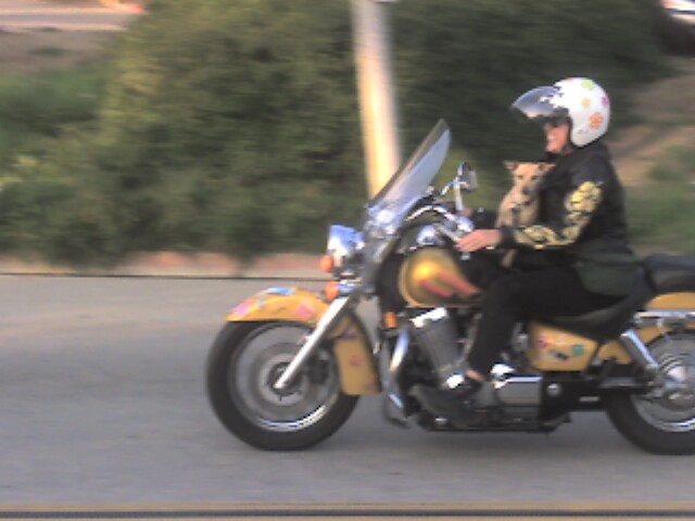 a person is riding a motorcycle with a dog in the seat