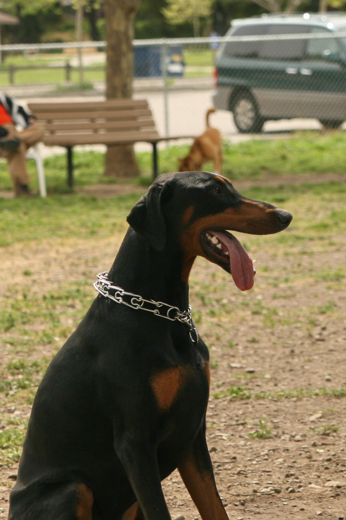 a dog sitting on a leash with its tongue hanging out