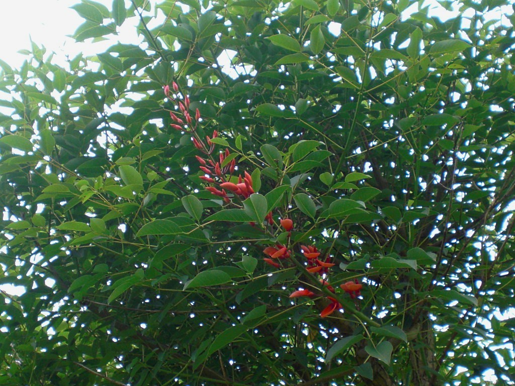 the flower bush is filled with bright red berries