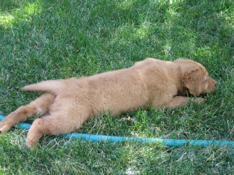 a dog that is laying on some grass