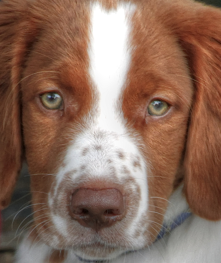 a brown and white dog has his face close to the camera