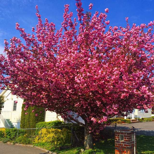 the flowering tree stands in front of the house