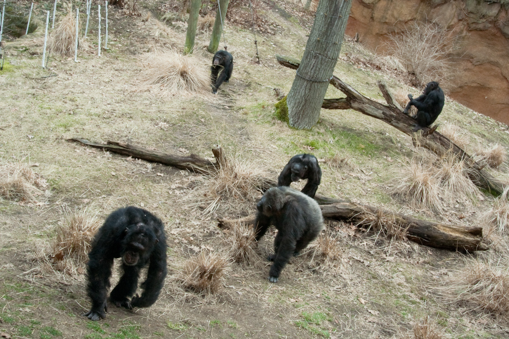 three black bears with one eating soing in front of them