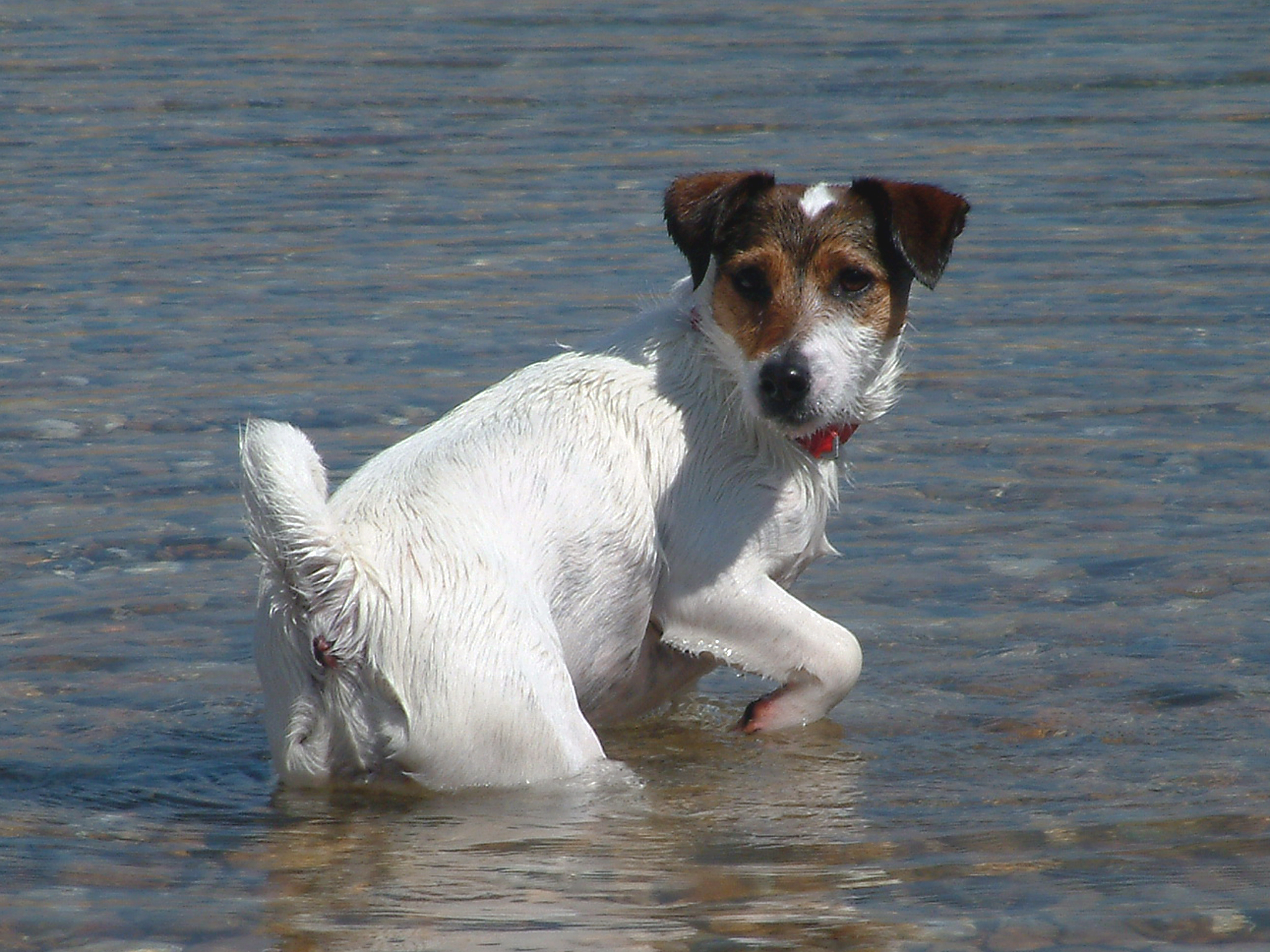a white dog is wading in the water