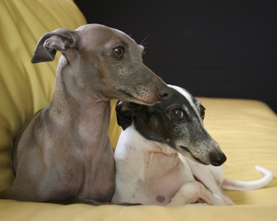 two dogs are on a yellow chair one looking sad