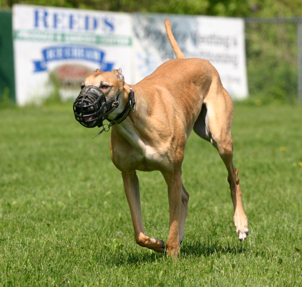 a brown and black dog running across a grass field