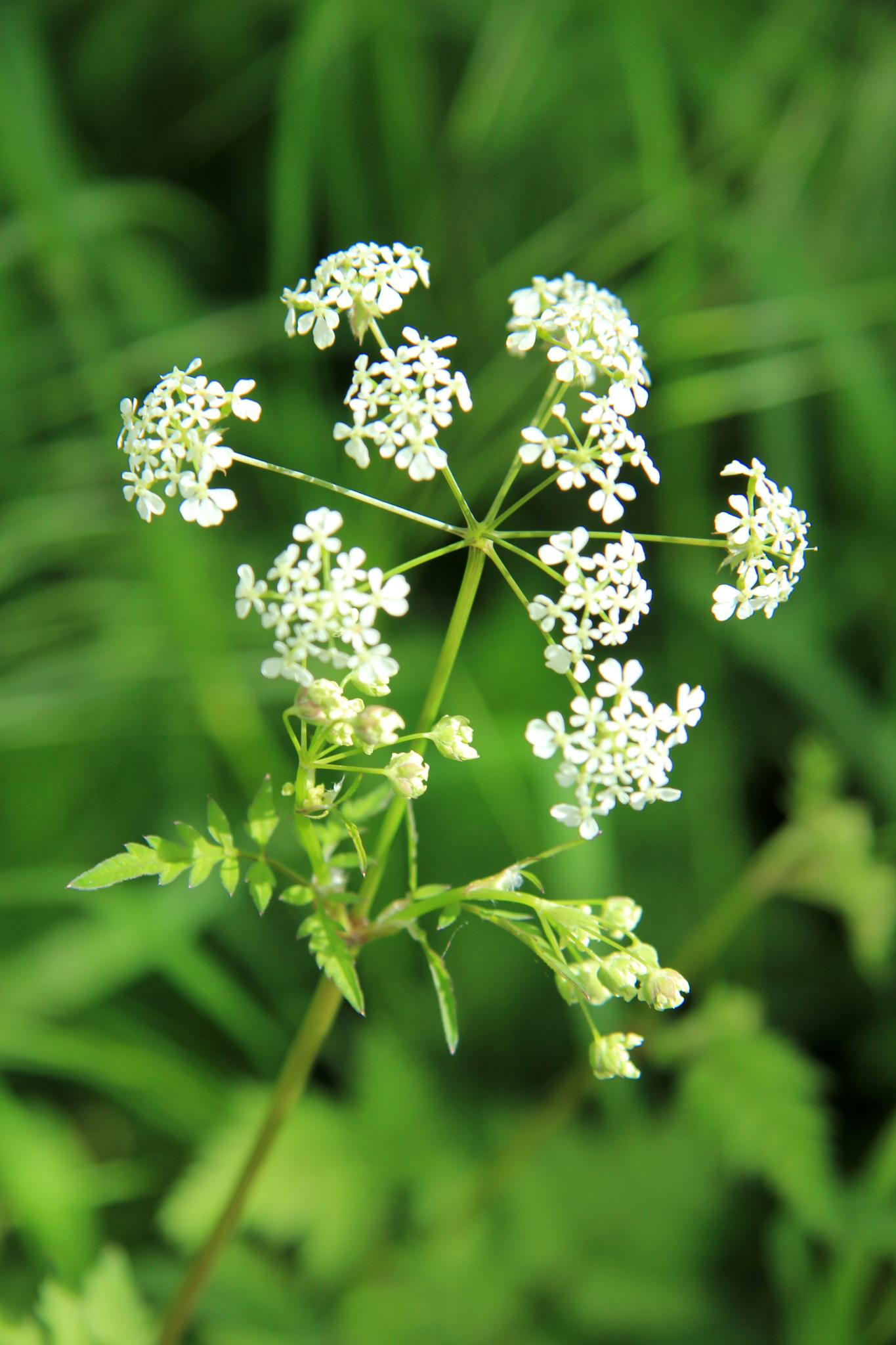 a flower with lots of white flowers sitting in a green field