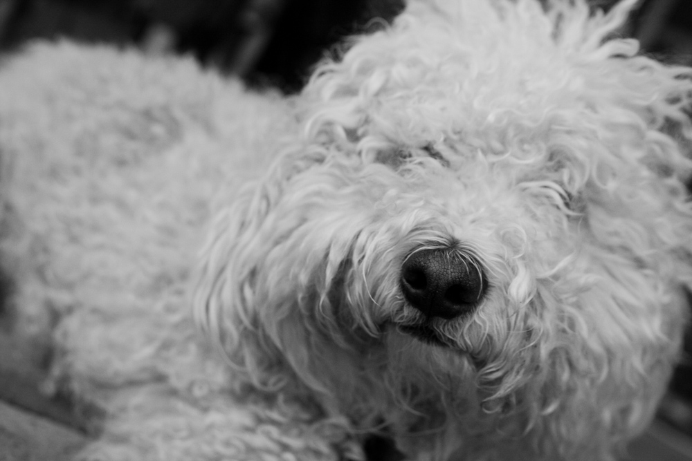 black and white po of fluffy dog with mouth open