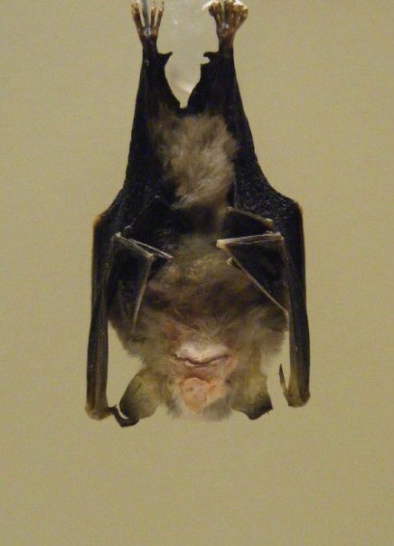 there is a very large bat hanging upside down