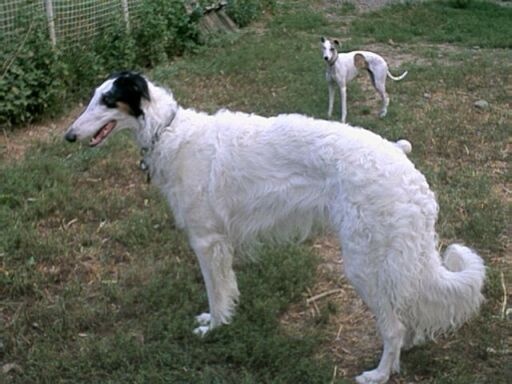 two dogs in the backyard during a sunny day