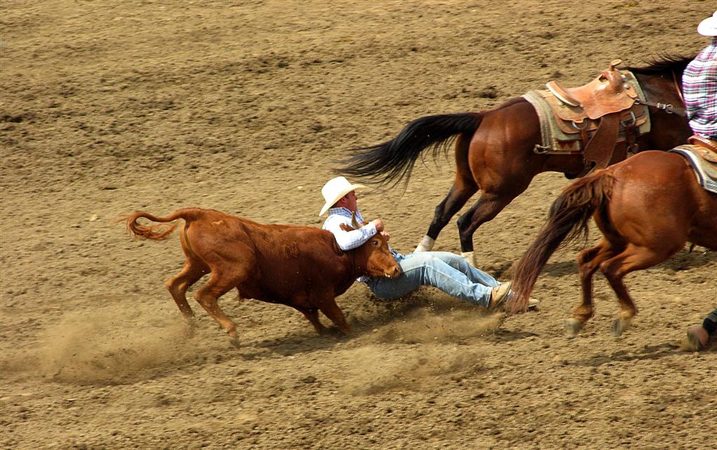 a person on the ground trying to ride a cow in a rodeo
