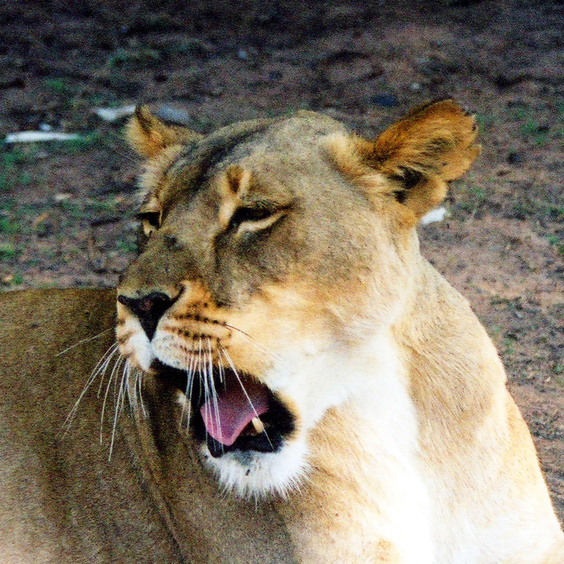 a large adult lion yawns and licks his teeth