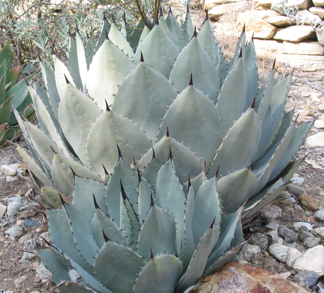 a cactus has large green leaves near the rocks