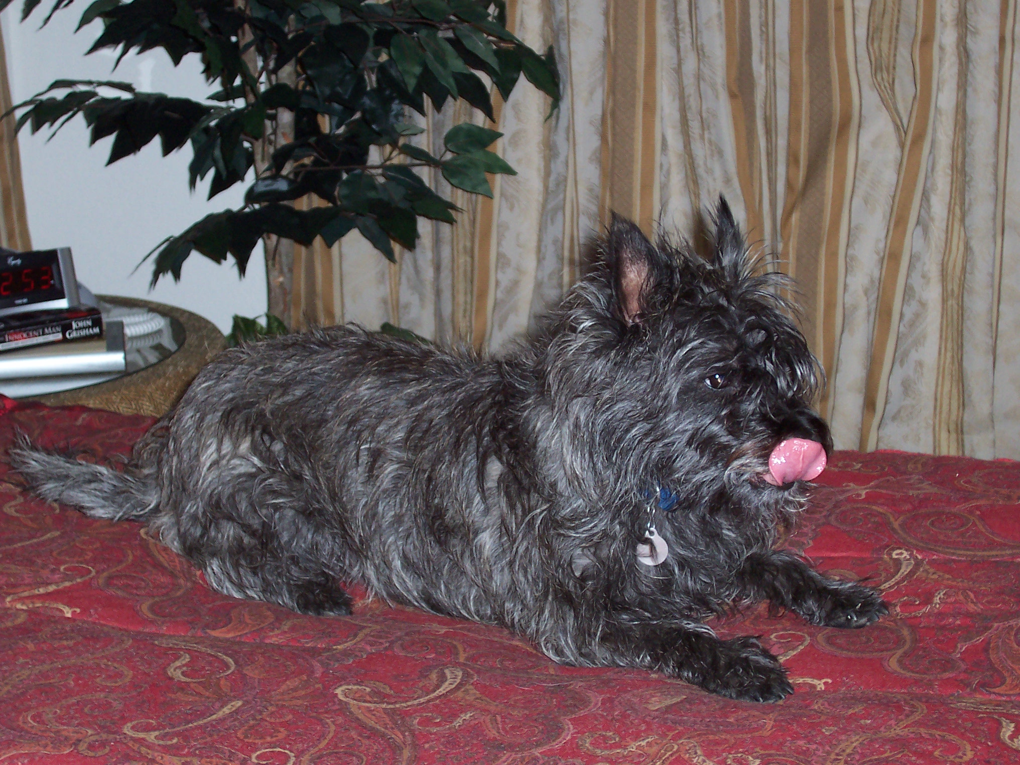 small grey dog with black fur chewing on pillow