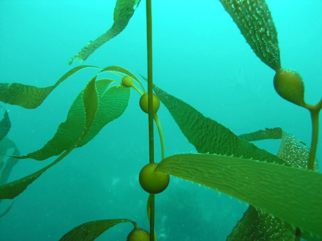 underwater s of some plants and other plants