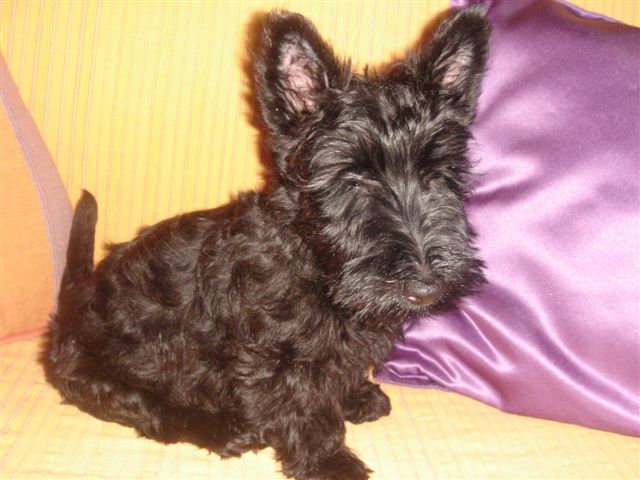 a small black dog laying on top of a cushion