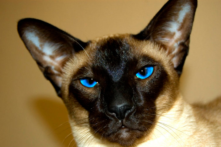 the face of a siamese cat with blue eyes