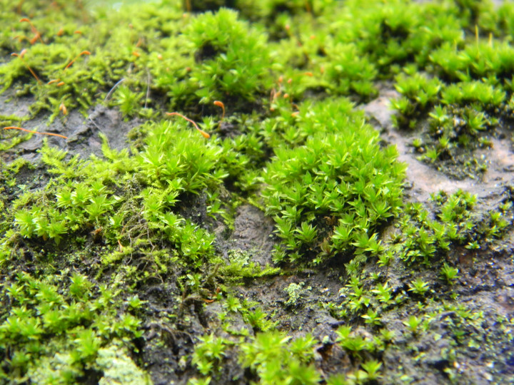 a moss growing on the ground covered in dirt