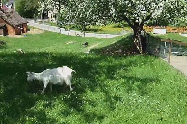 a white cow and some ducks in an orchard