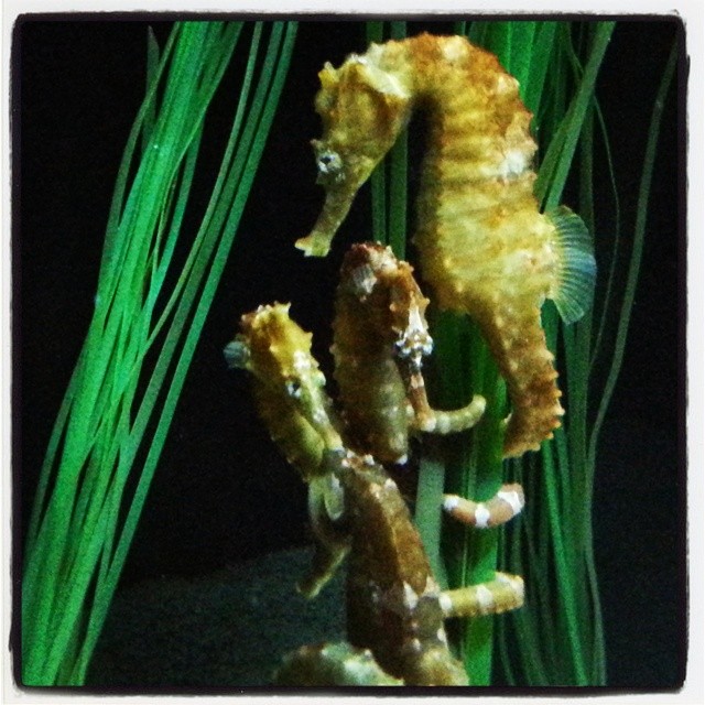 a few sea horses are standing next to some plants