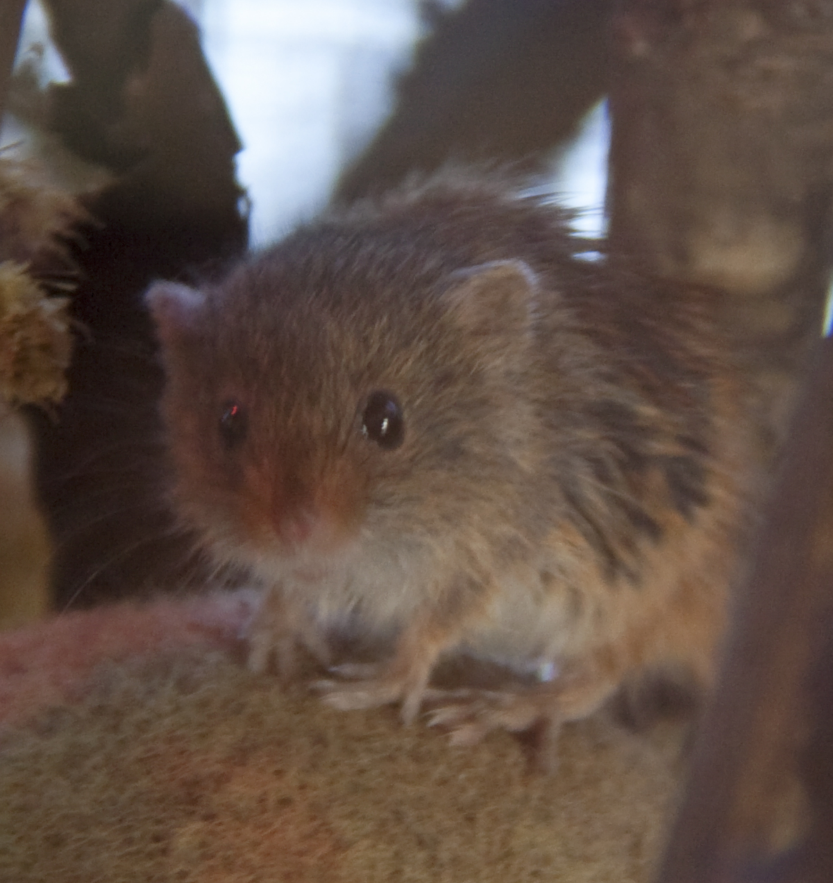 a large rodent stands up on the concrete