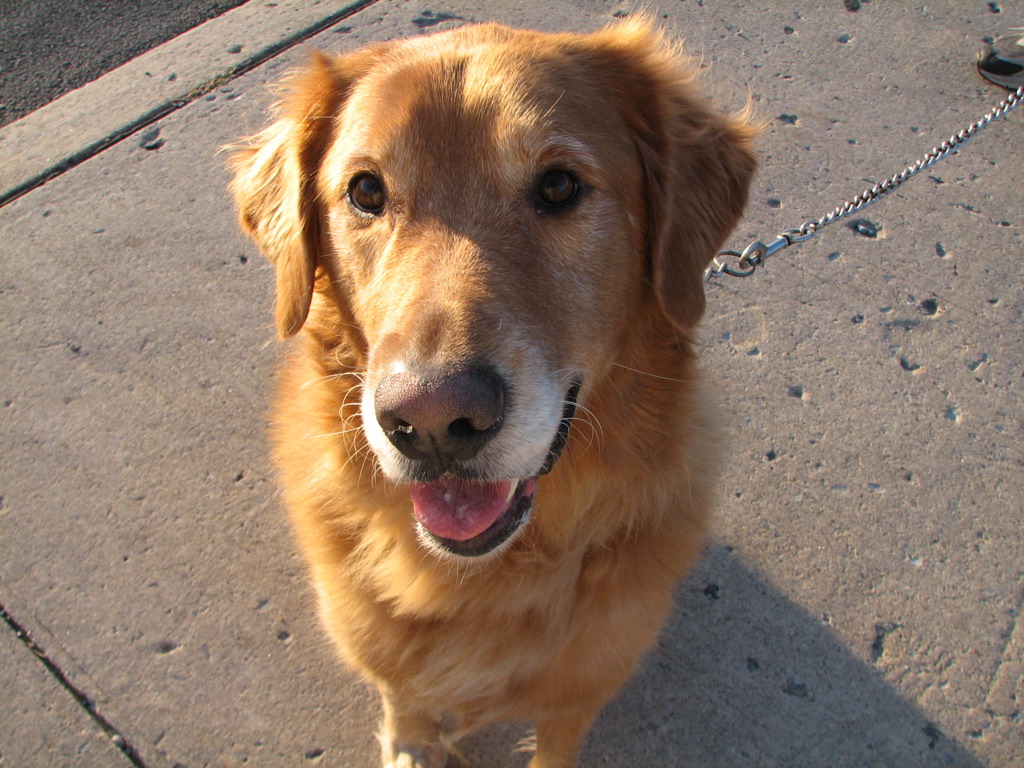 this is a dog on the sidewalk looking up