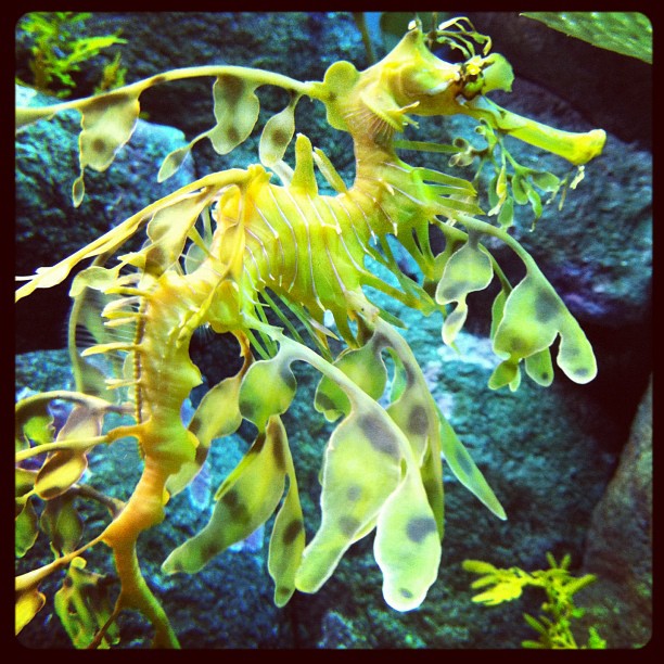 a group of yellow seaweed hanging from the side of a tank