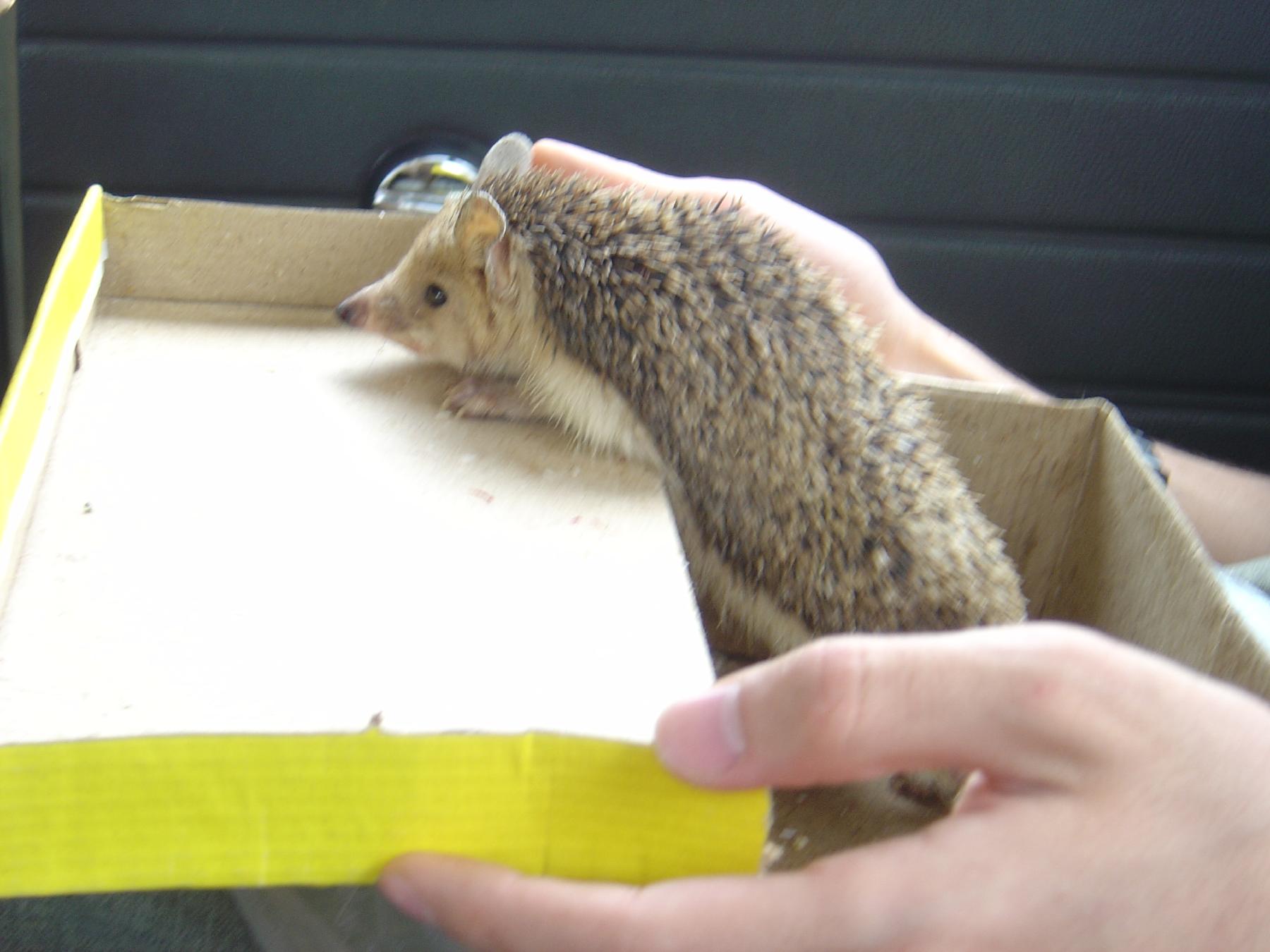 a person holding a box in front of a small hedge