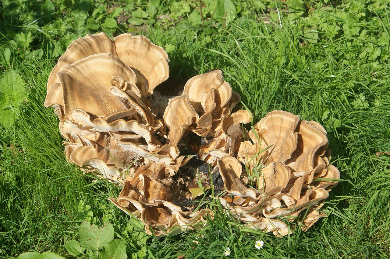 a rotten tree stump with the leaves and flowers showing