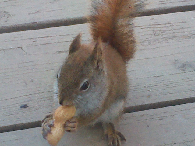 a squirrel sitting and eating food on a wooden deck