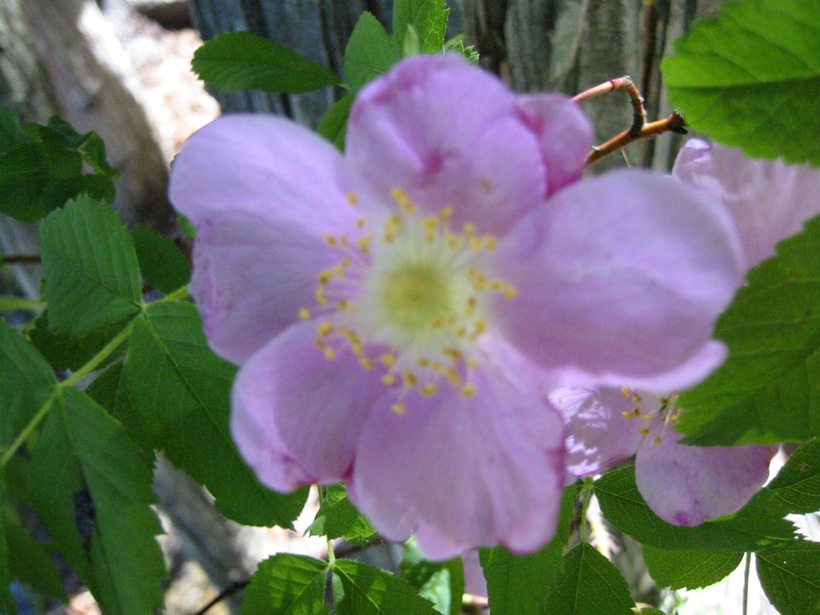 a pink flower with white center surrounded by green leaves