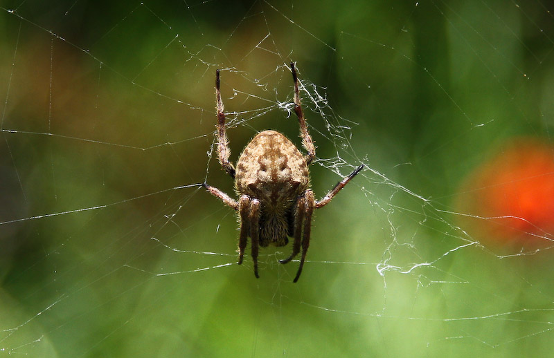 a large spider hanging from the side of a web of web