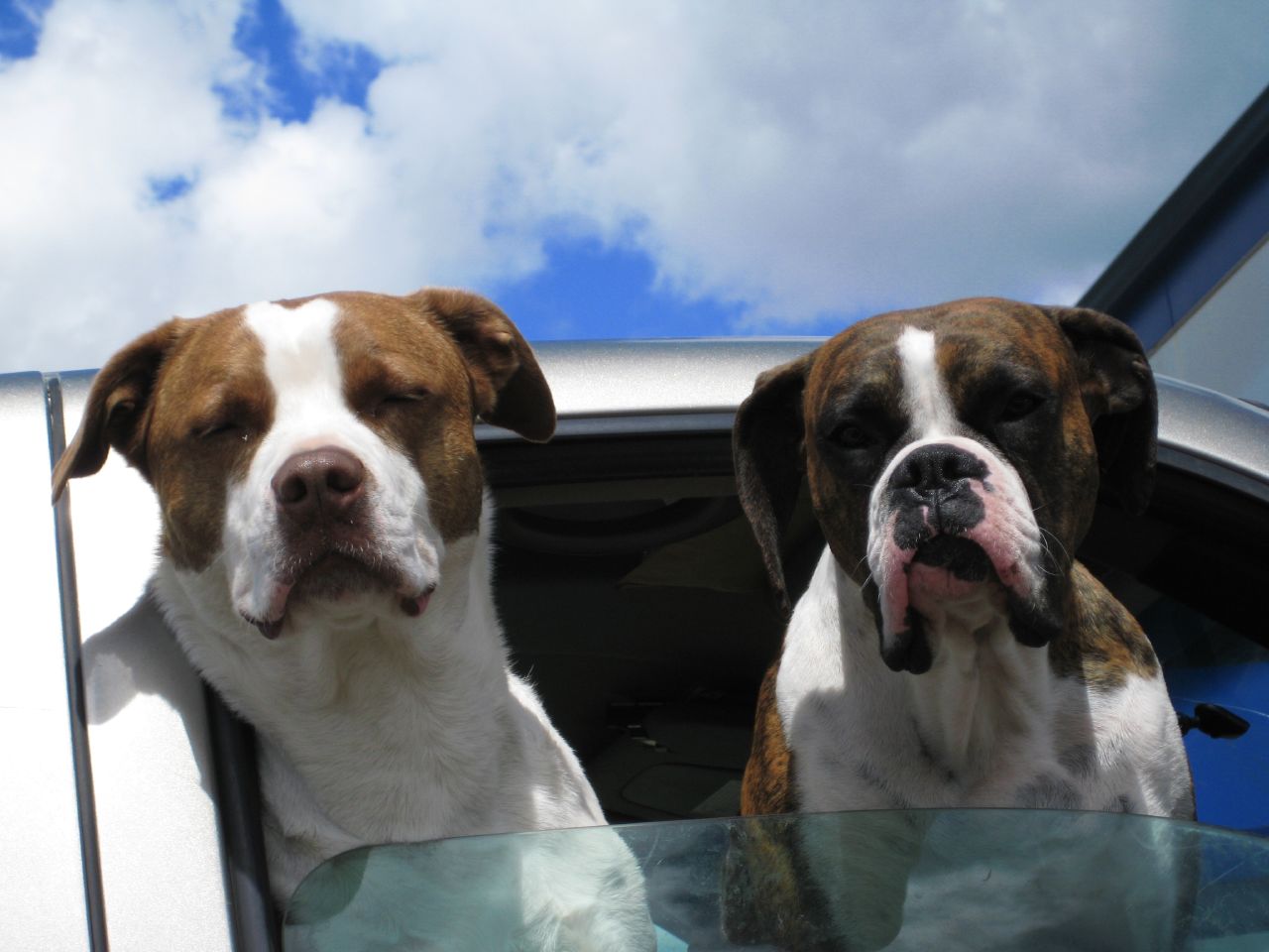two dogs sticking their heads out of the car window