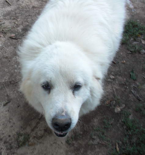 a large white dog with a black nose and big white fur