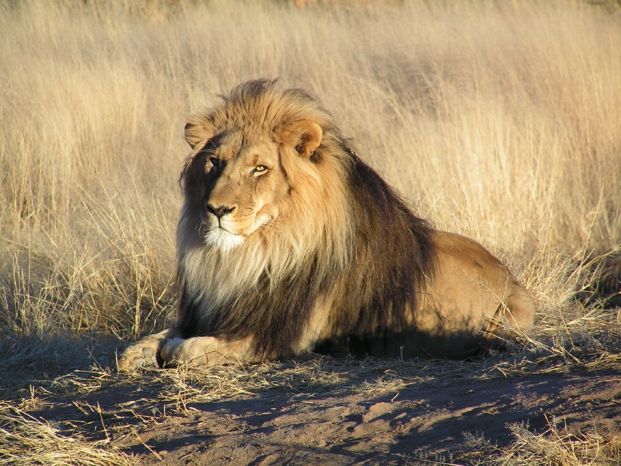 the lion is laying down on the dry grass