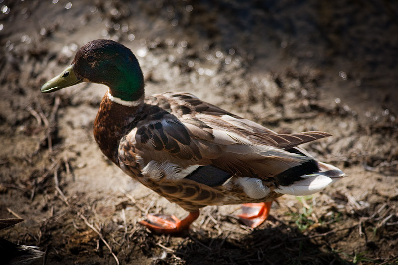 a duck walking in dirt and dirt path