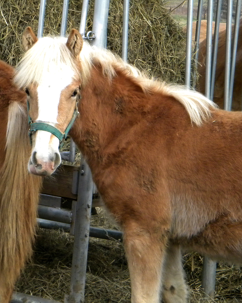 two horses standing in a pile of hay