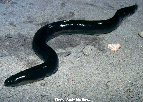 a very pretty black snake on the sand