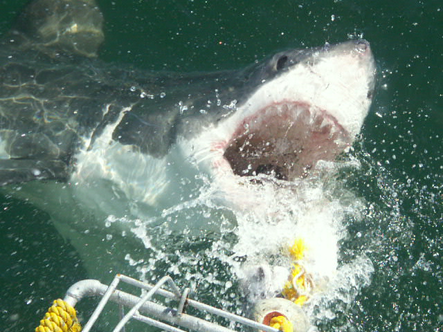 a great white shark leaps out of the water