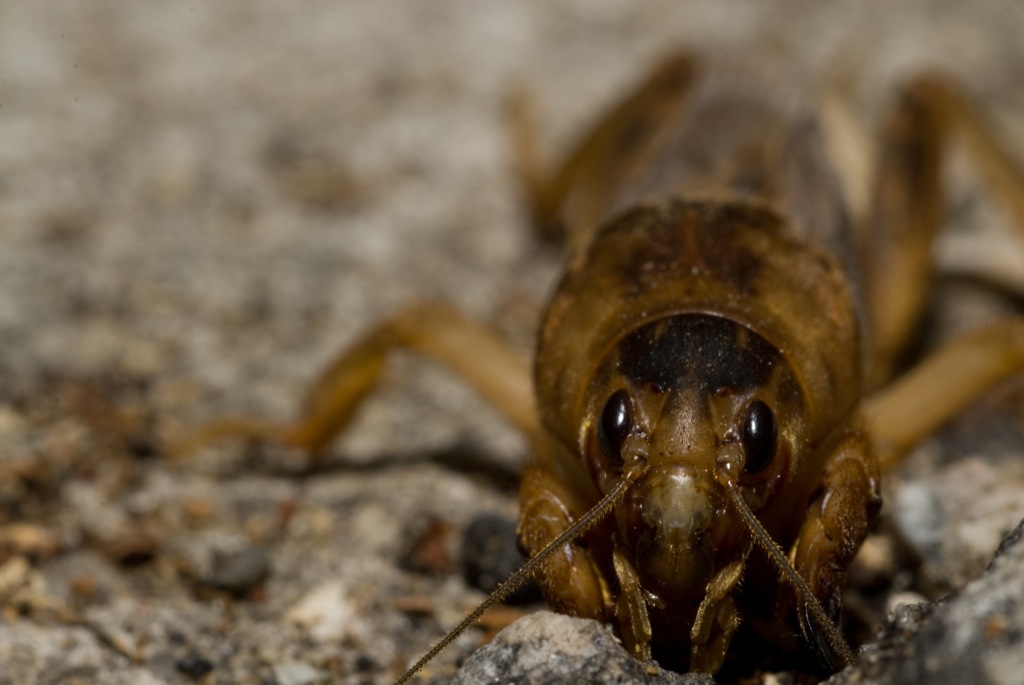 a brown insect sitting on the ground with it's eyes open