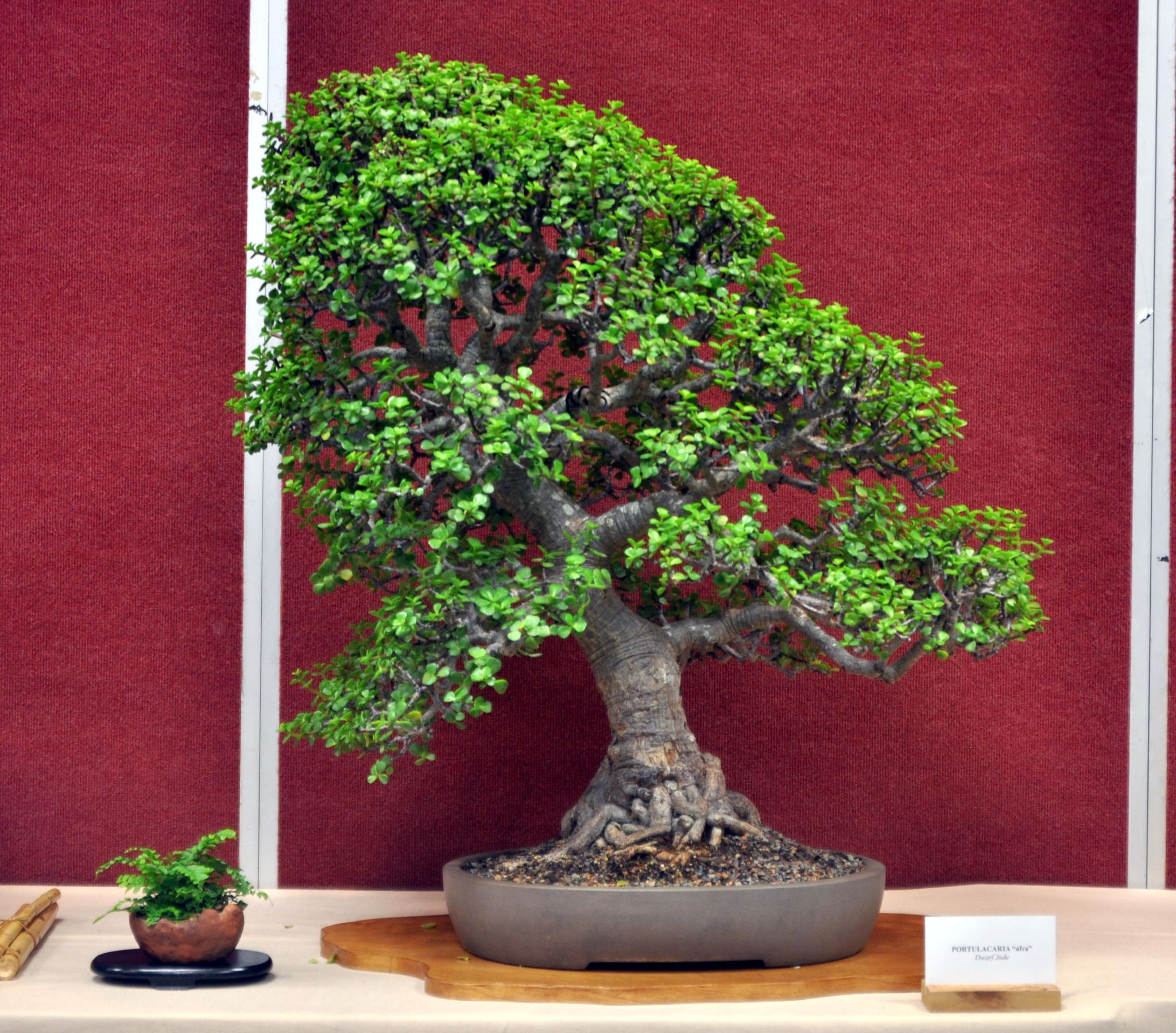 a bonsai tree is on a shelf in a show room