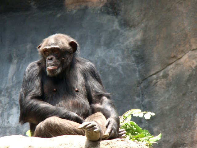 a monkey sits at a zoo looking out into the distance