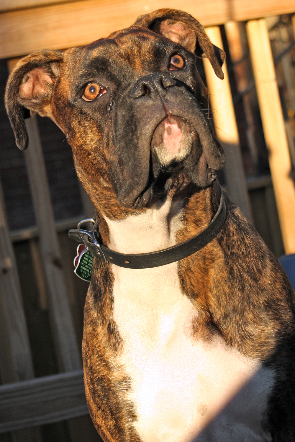 a dog that is standing in the sun