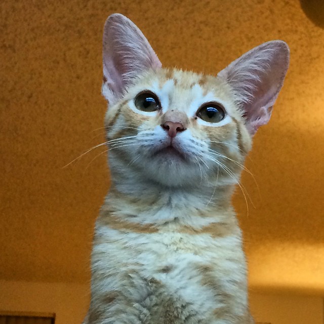 a cat that has a bald hair looks up at the camera