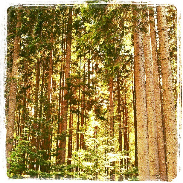 a forest full of tall trees with bright sunlight coming in from the tops