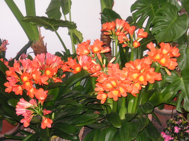 several orange flowers that are in a vase