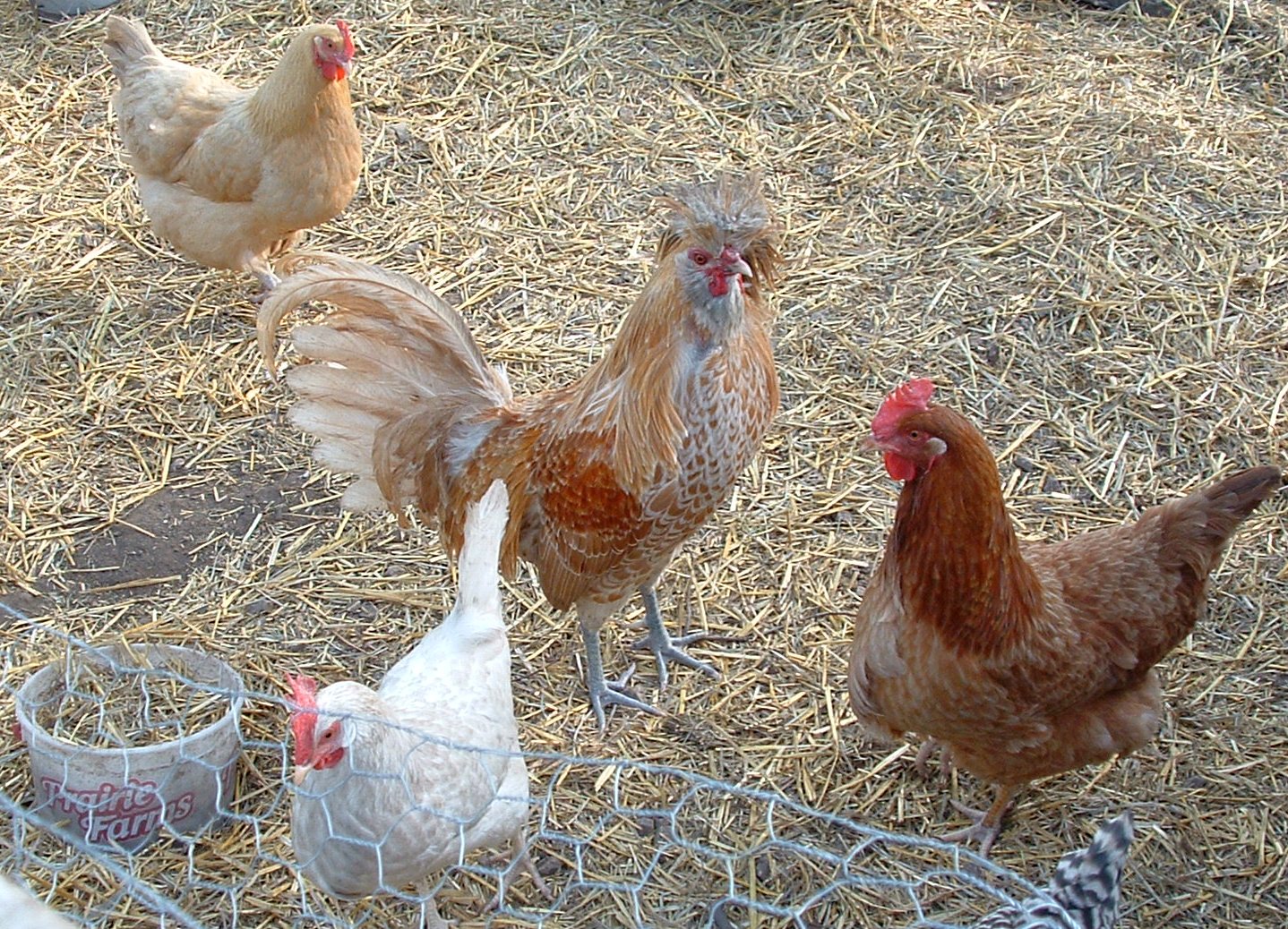 several chickens are standing next to each other in a fence